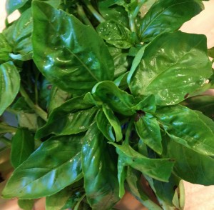 Basil for Weekly Infusion
